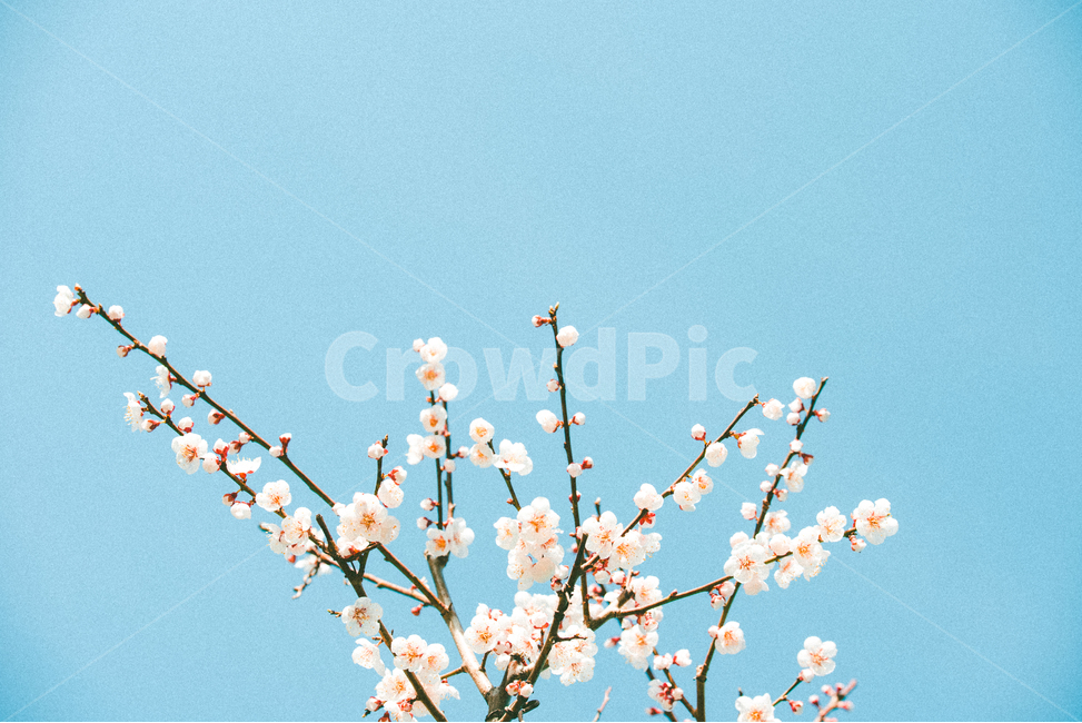 벚꽃,매화,꽃,봄,꽃구경,꽃놀이,봄,계절,spring,season,식물,자연,plants,nature,꽃,flower,감성,sensible,feeling,색깔,색상,색채,색감,color sense,color sensitivity,feeling of color,plant,blossom