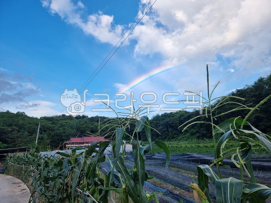 식물,하늘,시골,구름,무지개,자연,자연,풍경,nature,landscape