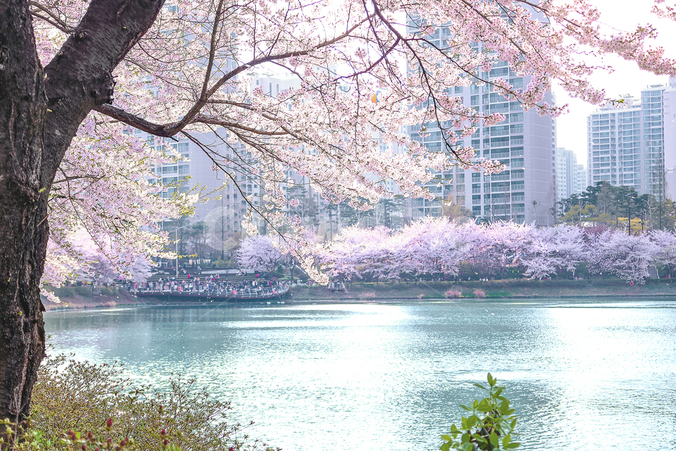 plant,식물,flower,꽃,blossom,cherryblossom,벚꽃