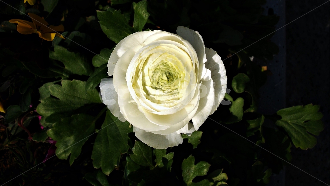 꽃,자연,식물,꽃잎,암술,수술,봄,spring,nature,bloom,petal,floral,scent,beautiful,plant,flower,식물,자연,plants,nature,꽃,flower