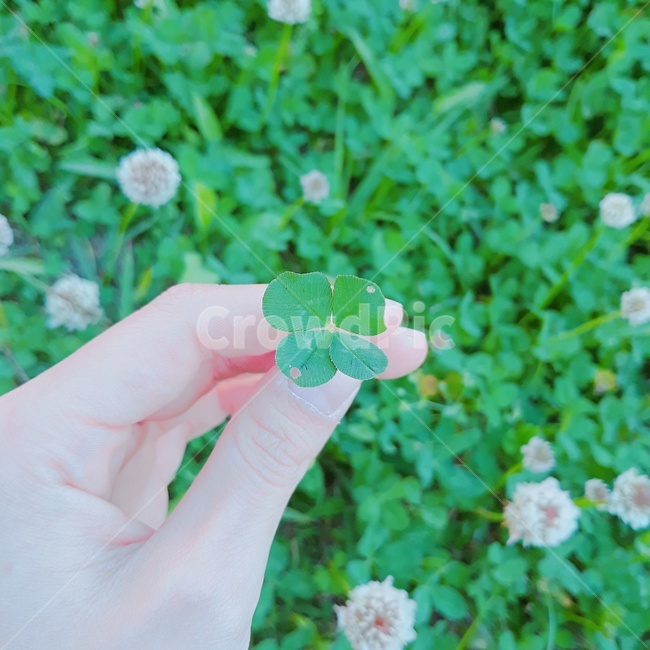 네잎클로버,세잎클로버,식물,녹색,초록,풀,풀밭,클로버