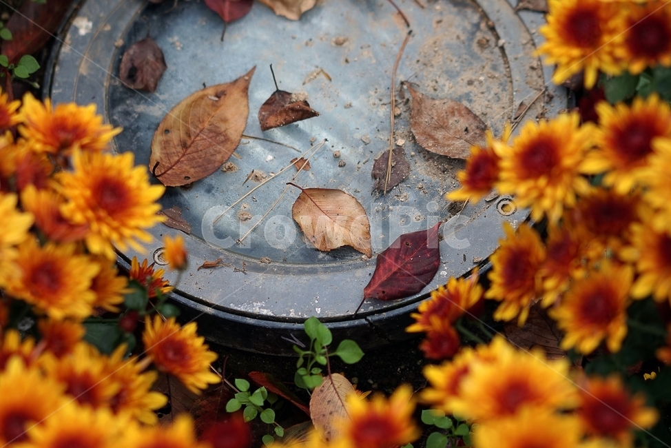 꽃,자연,국화,가을,낙엽,쓸쓸함,가을,계절,fall,autumn,season,식물,자연,plants,nature,꽃,flower,plant,leaf,잎
