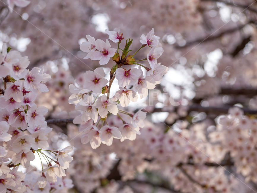 cherryblossom,벚꽃,flower,꽃,plant,식물