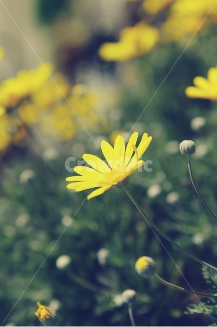 꽃,flower,노랑,yellow,골목,alley,봄,spring,식물,자연,plants,nature,꽃,flower,감성,sensible,feeling