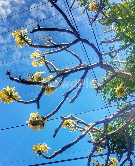 식물,plant,꽃,하와이,플루메리아,나무,hawaii,식물,자연,plants,nature