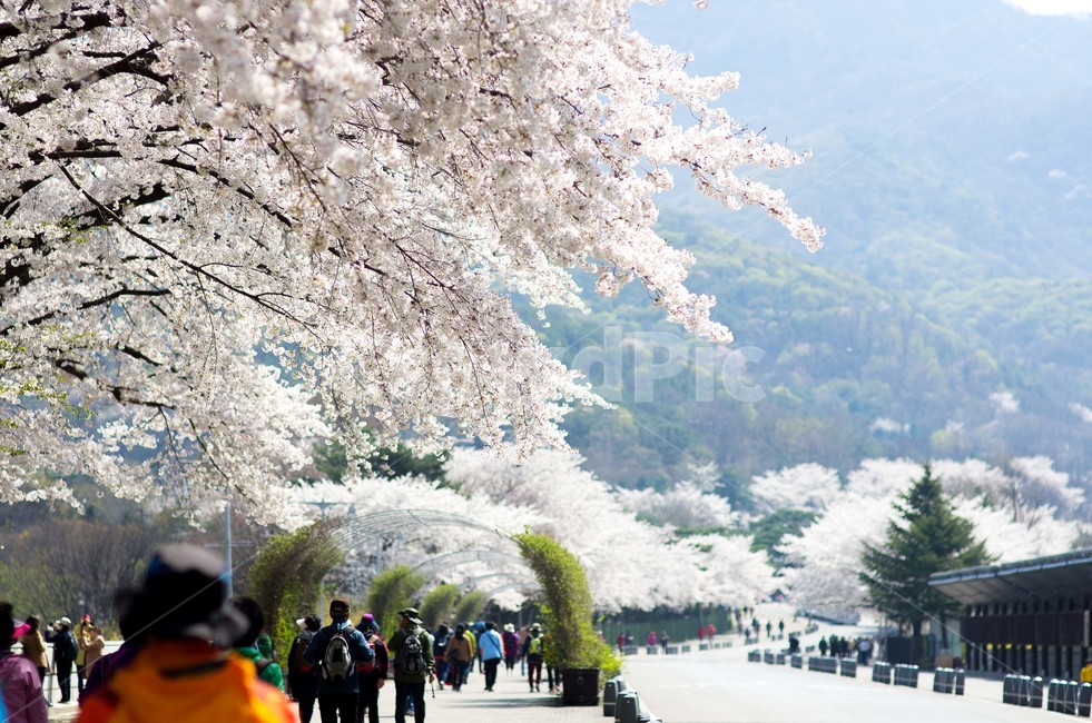 서울대공원,벚꽃축제,과천서울대공원,과천동물원,꽃피는4월