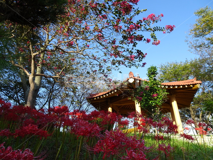 꽃,꽃무릇,상사화,산,봉대산,백일홍,빨강,분홍,자연,풍경,nature,landscape,patio,안마당,porch,현관