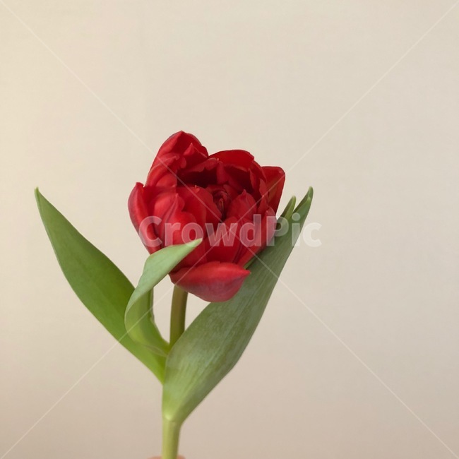 plant,식물,blossom,flower,꽃,튤립,겹튤립,색감,색채,자연,감성,feeling,sensible,tulip,배경,봄,봄꽃,시즌,이벤트,그림,수채화,컨셉,콘셉,식물,자연,plants,nature,꽃,flower