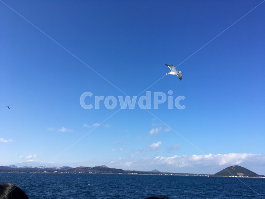 새,bird,활공,gliding,구름,동물,animal,조류,새,birds