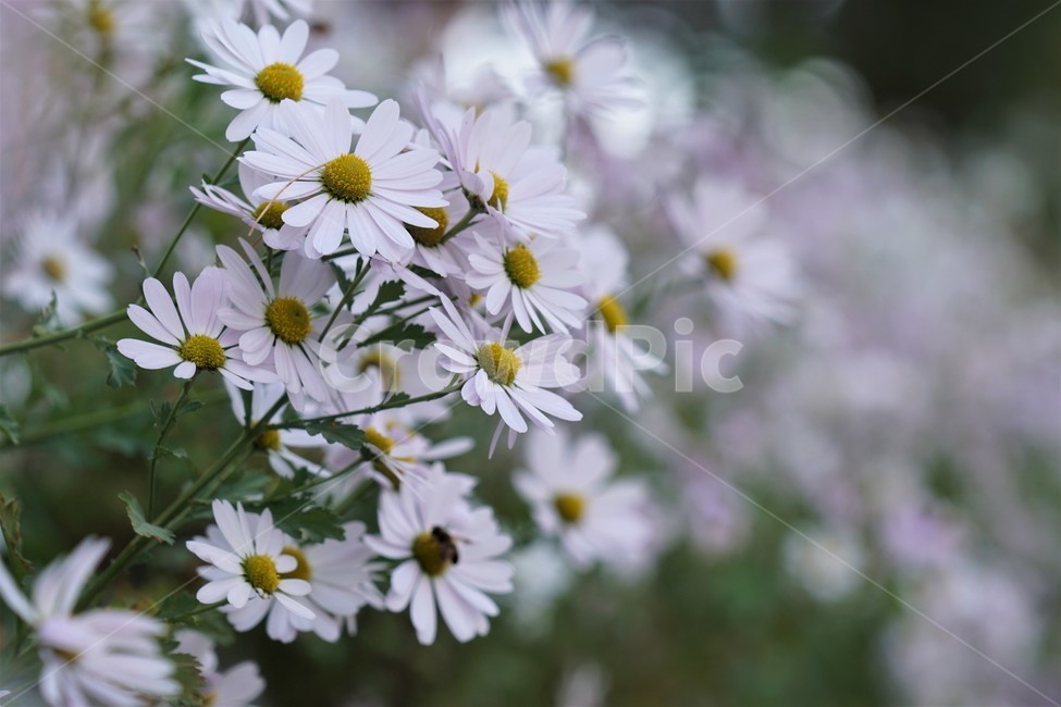 가을,구절초,자연,꽃,식물,예쁨,autumn,fall,season,flower,계절,식물,자연,plants,nature,꽃,flower