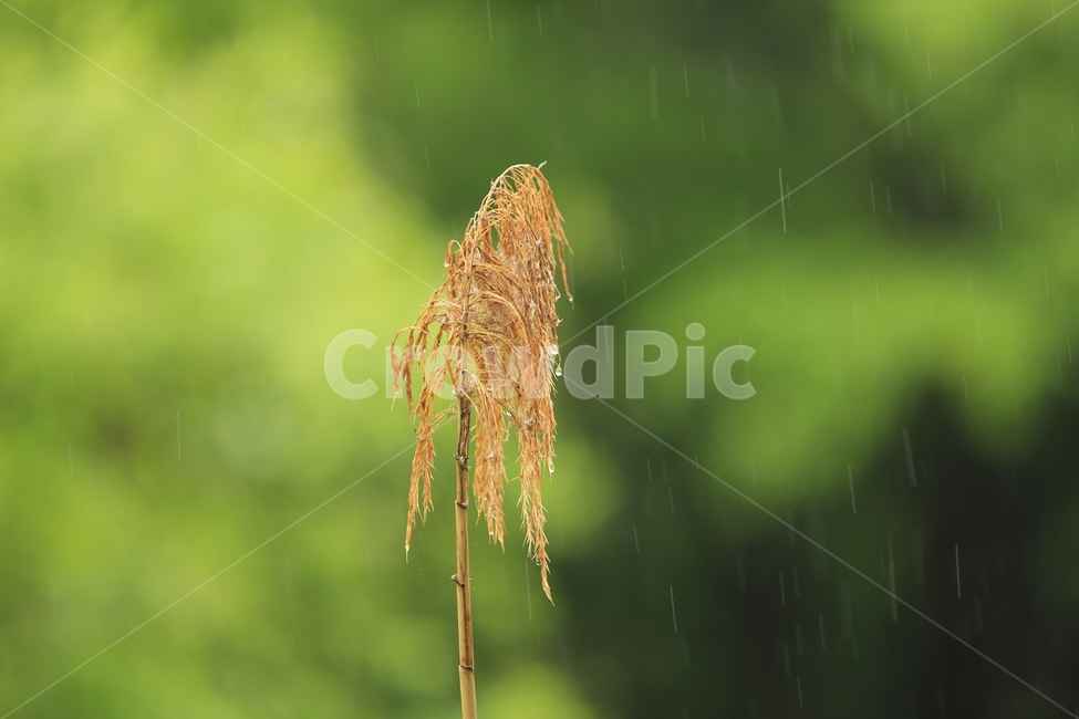 봄비,빗방울,풋풋함,연두,산뜻함,나뭇잎,시원함,봄,식물,자연,plants,nature