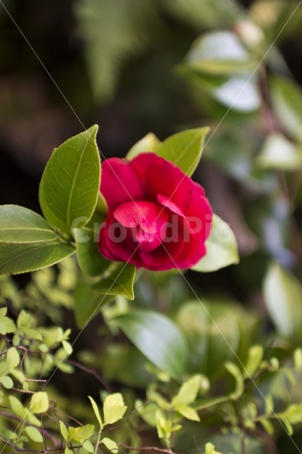 장미,꽃잎,장미꽃,꽃,아름다움,대림성당,flower,rose,식물,자연,plants,nature,꽃,flower