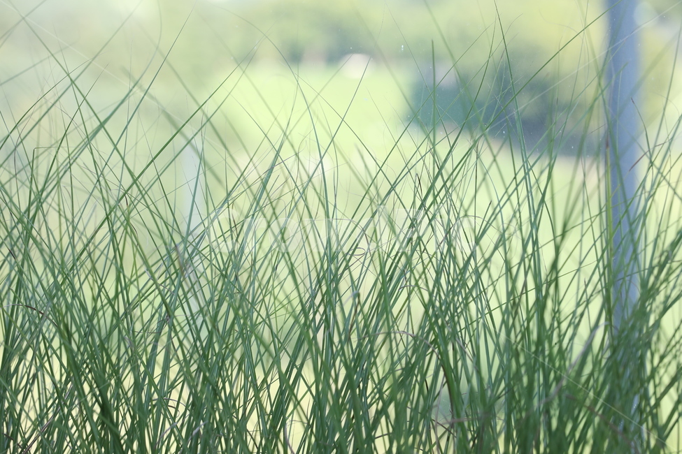 풀,자연,식물,풍경,봄,공원,잔디,배경,감성,감성사진,숲,나무,식물,자연,plants,nature,휴식,힐링,rest,relaxation,healing