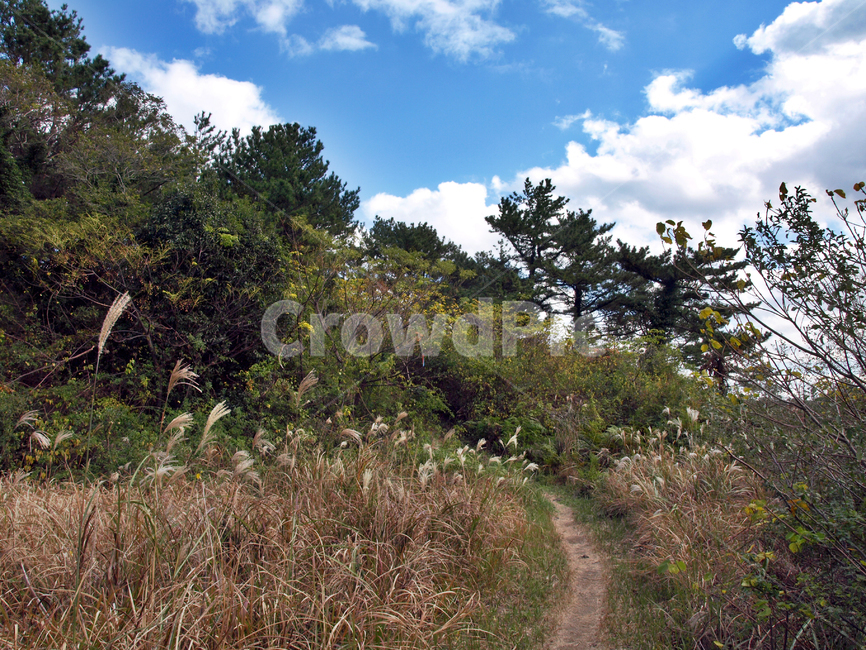 특전사숲길,올레13코스,올레길,제주,푸른하늘,흰구름,자연,풍경,nature,landscape,tree,나무,plant,식물