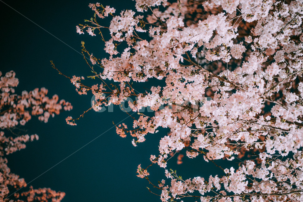 밤벚꽃,야간벚꽃,벚꽃나무,벚꽃놀이,꽃놀이,봄,봄꽃,계절,하늘,야경,배경,감성,아련,힐링,벚꽃,flower,blossom,nature,plant,cheeryblossom,nightscape,pink,night,blue,분홍,파랑