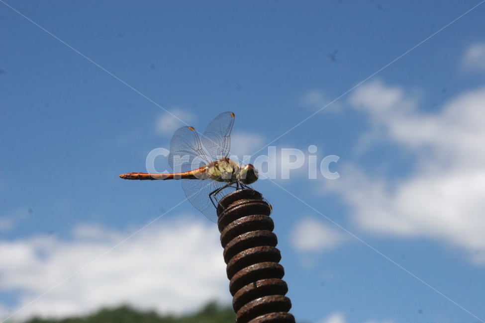 가을고추잠자리,가을,고추잠자리,하늘,잠자리,동물,animal,곤충,벌레,insect,bug