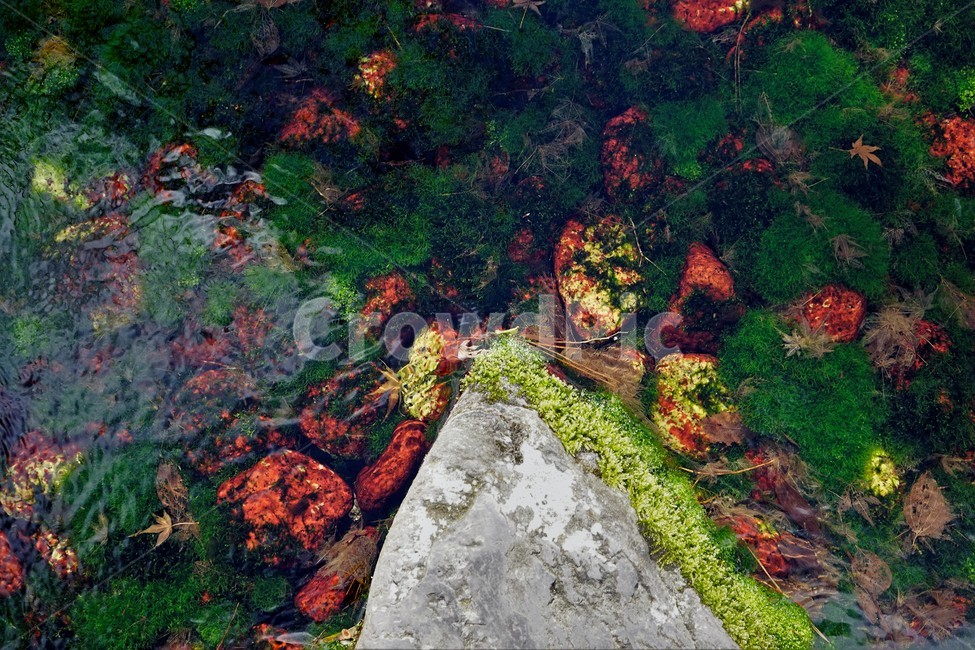 물이끼,자연,식물,공원,물,bogmoss,식물,자연,plants,nature