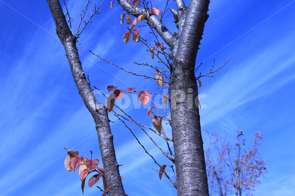 가을,가을하늘,천고마비,구름,automn,cloud,가을,계절,fall,autumn,season,식물,자연,plants,nature,나무,trees,wood,plant,tree,tree trunk,나무 줄기,leaf,잎