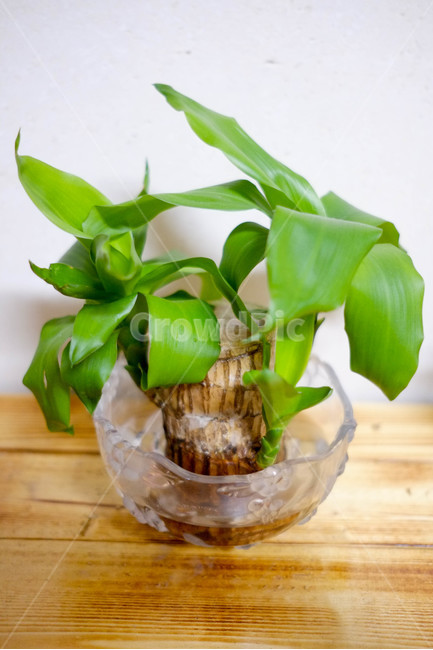 식물,인테리어,화분,초록,감성,나무,식물,자연,plants,nature,실내용화초,화분,화초,house plant