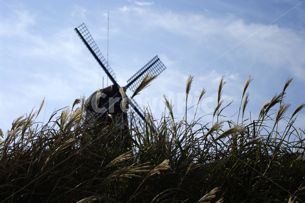 하늘,풍차,억새,식물,구름,plant,grass,잔디,machine,기계,engine,엔진,motor,모터