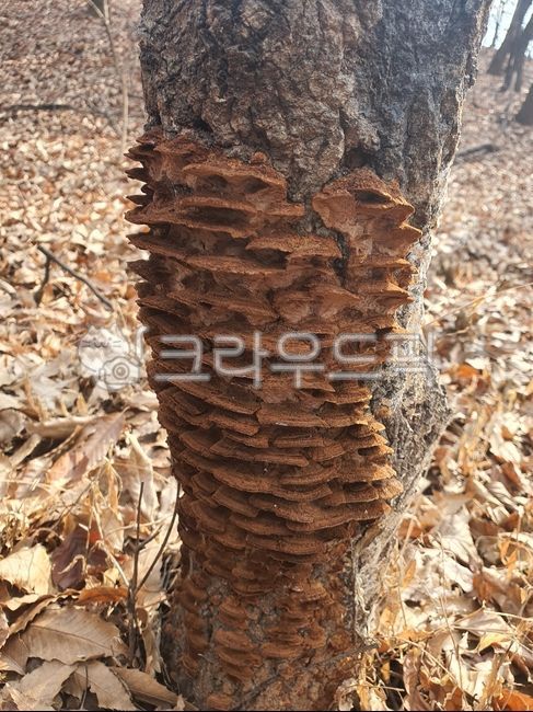 Medicinal mushrooms,dried mud mushrooms,golden situation,oak tree host,Oak tree situation,mushroom,situation mushroom