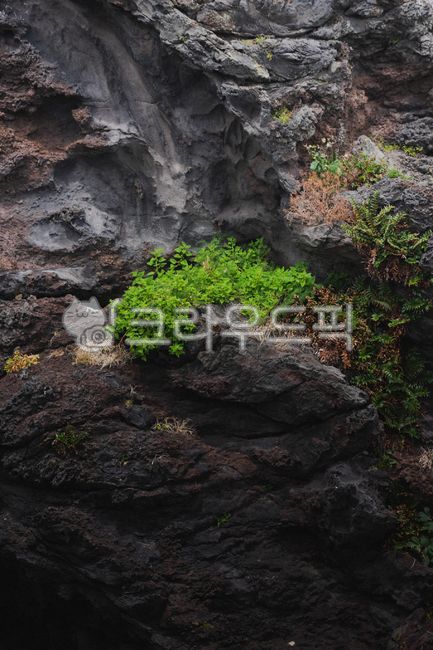 해초,야생화,야생식물,바위솔,바위식물,약초