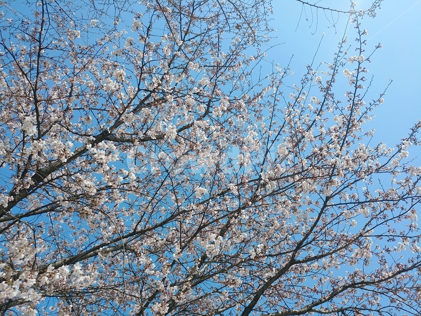 봄,벚꽃,벚나무,하늘,나무,꽃나무,봄꽃,벚꽃놀이,식물,자연,풍경,봄,계절,spring,season,plant,flower,꽃,blossom