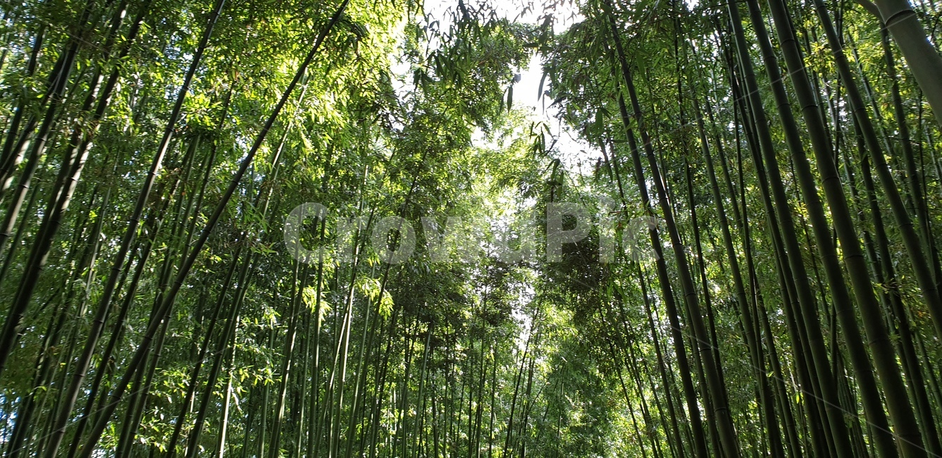 대나무숲,태화강십리대숲,울산,태화강국가정원,하늘,자연,풍경,nature,landscape,나무,trees,wood