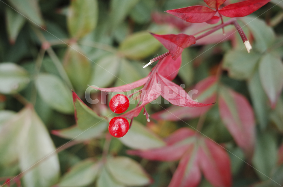 plant,식물,leaf,잎,fruit,열매,red,green,빨간,빨강,빨간열매,과일