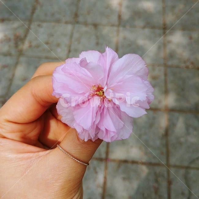 plant,식물,꽃,벚꽃,분홍색,blossom,식물,자연,plants,nature,꽃,flower