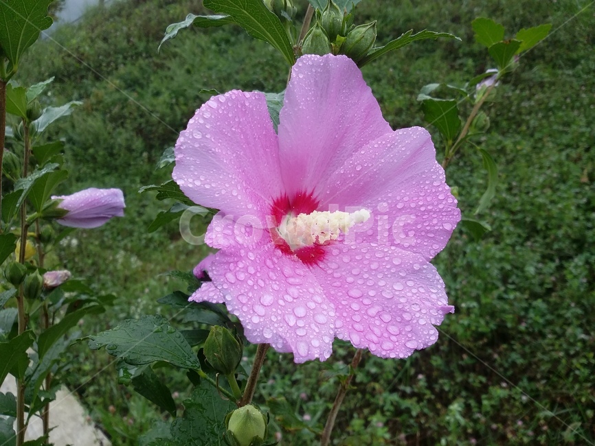 꽃,식물,flower,plant,무궁화,식물,자연,plants,nature,꽃,flower