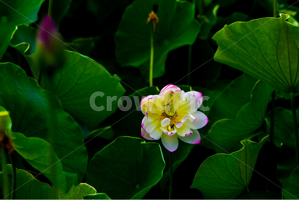 연꽃,연잎,문양,무늬,습지,자연,식물,자연,plants,nature,꽃,flower