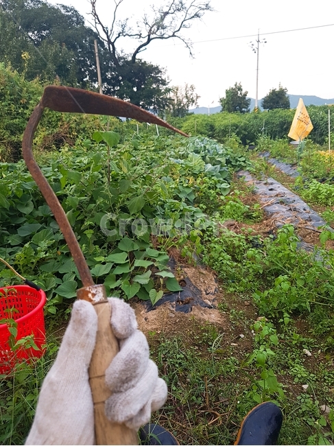 수확,농촌,쉼,호미,고구마,밭,밭농사,산업,industry,industrial,농업,농사,agriculture,farming,farming industry