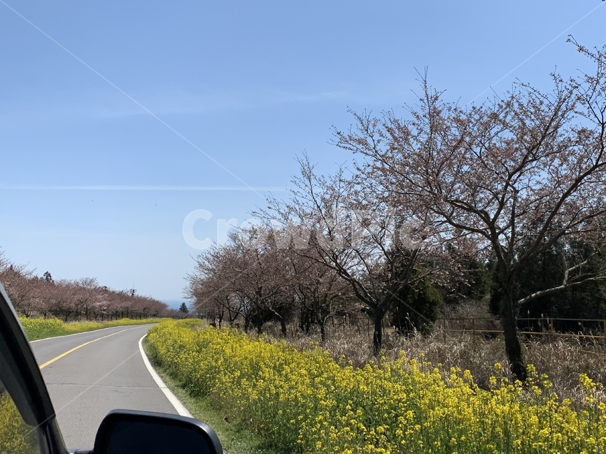 봄,꽃,유채꽃,벚꽃,도로,road