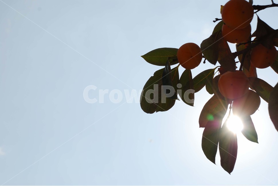 plant,식물,food,음식,fruit,감,과일,가을,과일,열매,fruit