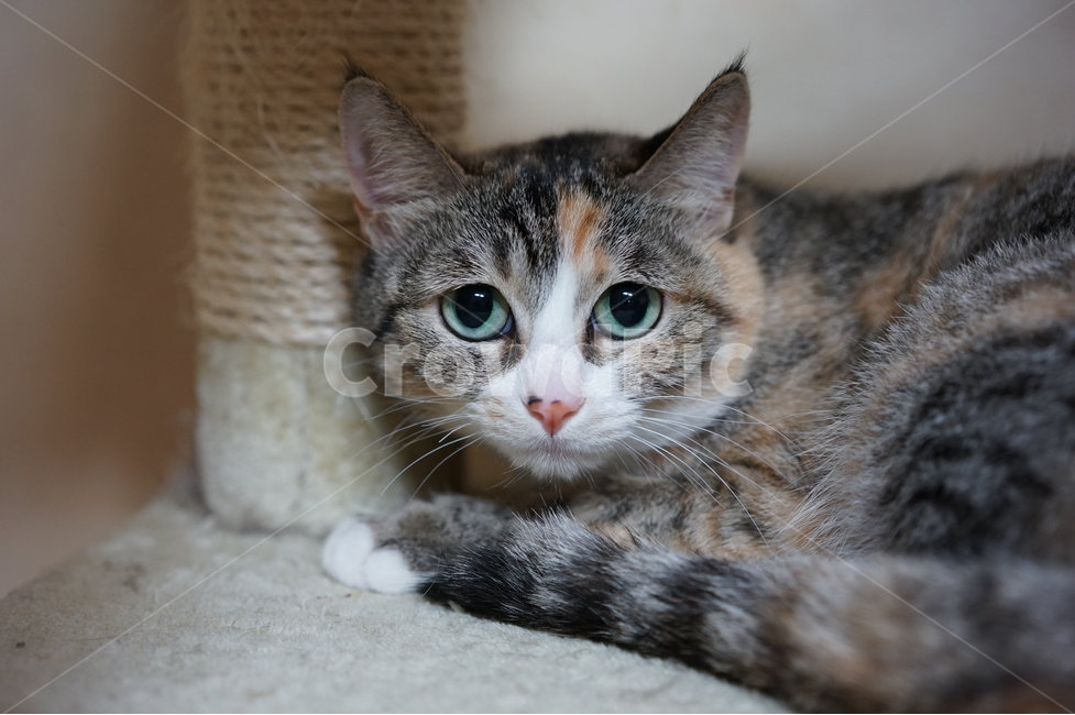 고양이,멍때리기,캣타워,집고양이,고냥이,동물,animal,포유류,mammal,고양이,cat,kitten,kitty