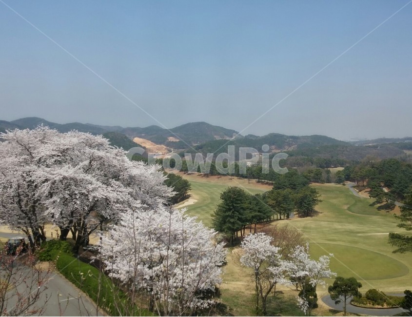 봄,하늘,경치,풍경,벚꽃,flower,식물,cherryblossom,spring,sky,field,봄,계절,spring,season,자연,풍경,nature,landscape