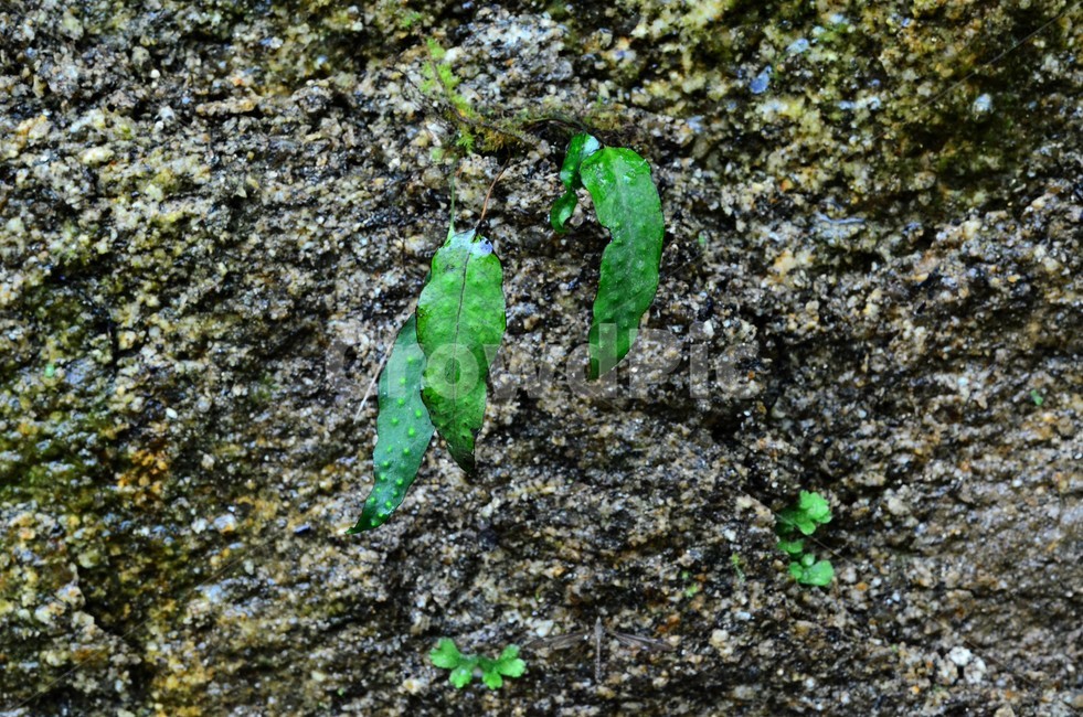 고란초,고란사,금강,자연,양치식물,음지식물,녹색,희소함,식물,자연,plants,nature
