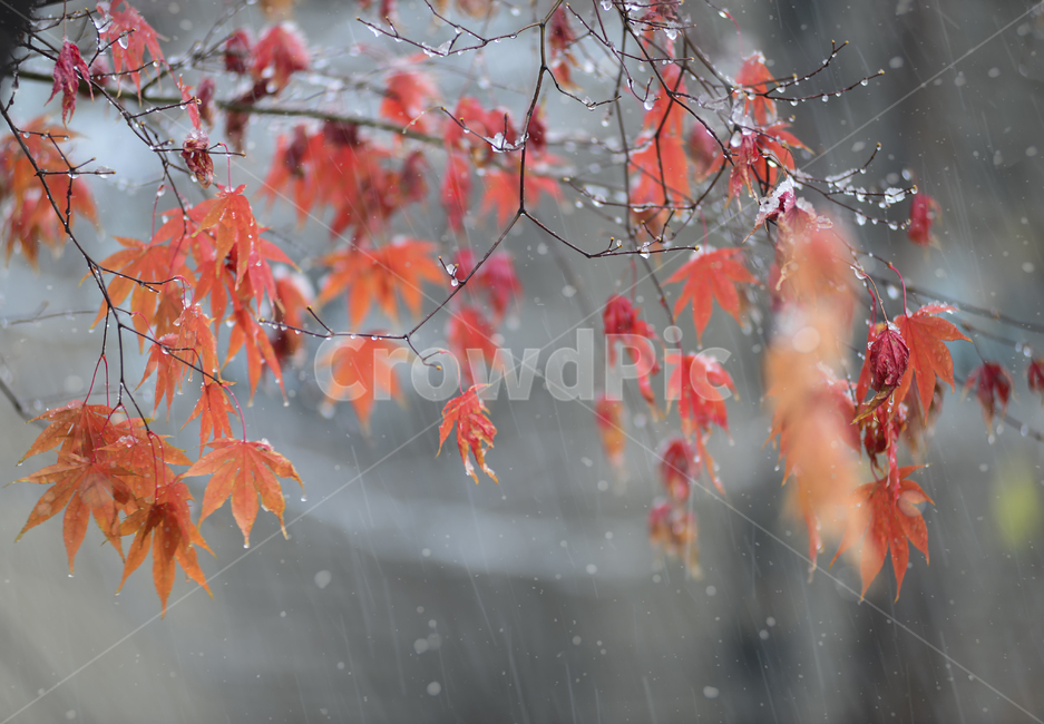 눈,가을,겨울,단풍,빨강,나무,겨울,계절,winter,season