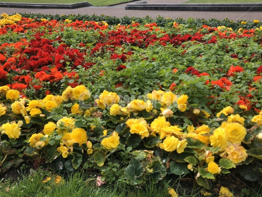 식물,초목,plant,꽃,공원,하늘,빨간꽃,노란꽃,blossom,flower