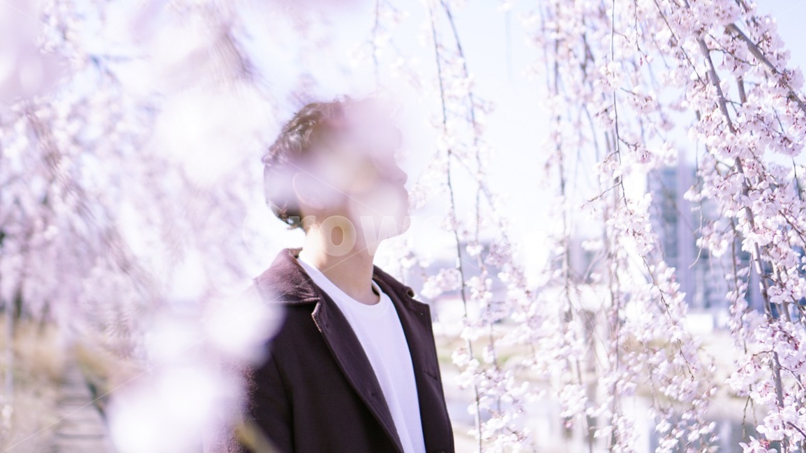 벚꽃,봄,하늘,자연,나무,봄,계절,spring,season,사람,인물,인간,human,person,남성,남자,man,male,감성,sensible,feeling