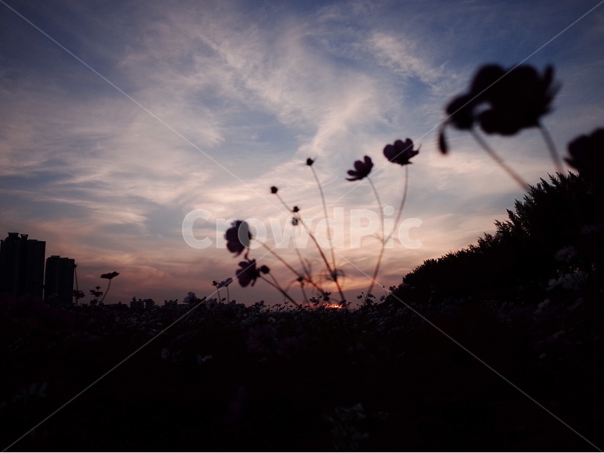 코스모스,꽃,꽃잎,식물,나무,자연,풍경,노을,하늘,구름,식물,자연,plants,nature,꽃,flower,실루엣,그림자,silhouette,shadow