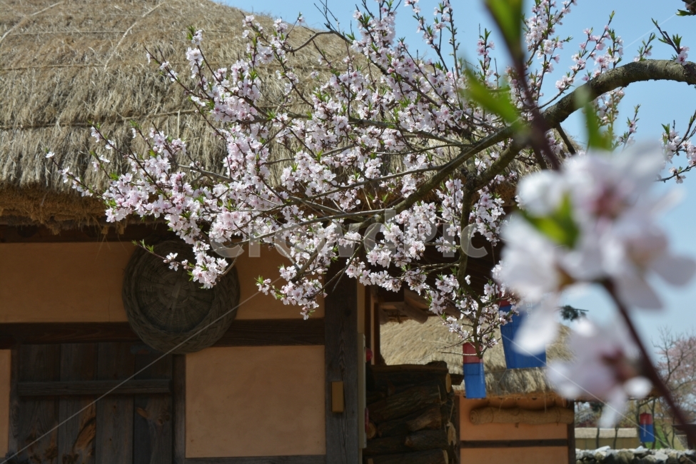 초가집,해미,벚꽃,꽃,봄,봄나들이,낭만,추억,향수,시골집,봄,계절,spring,season,한국전통,한국문화,korean traditional,korean culture,식물,자연,plants,nature,꽃,flower,plant,blossom