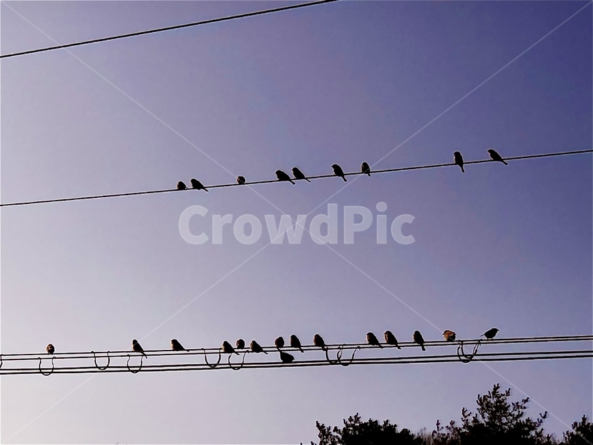 sky,sunset,새,bird,동물,animal,flock,시골,전기줄,보라,동물,animal,조류,새,birds