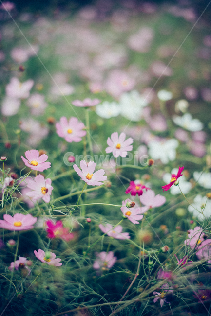 가을꽃,코스모스,보라색꽃,cosmos,꽃,가을,계절,fall,autumn,season,식물,자연,plants,nature,꽃,flower,감성,sensible,feeling,plant,geranium,제라늄,blossom,petal,꽃잎