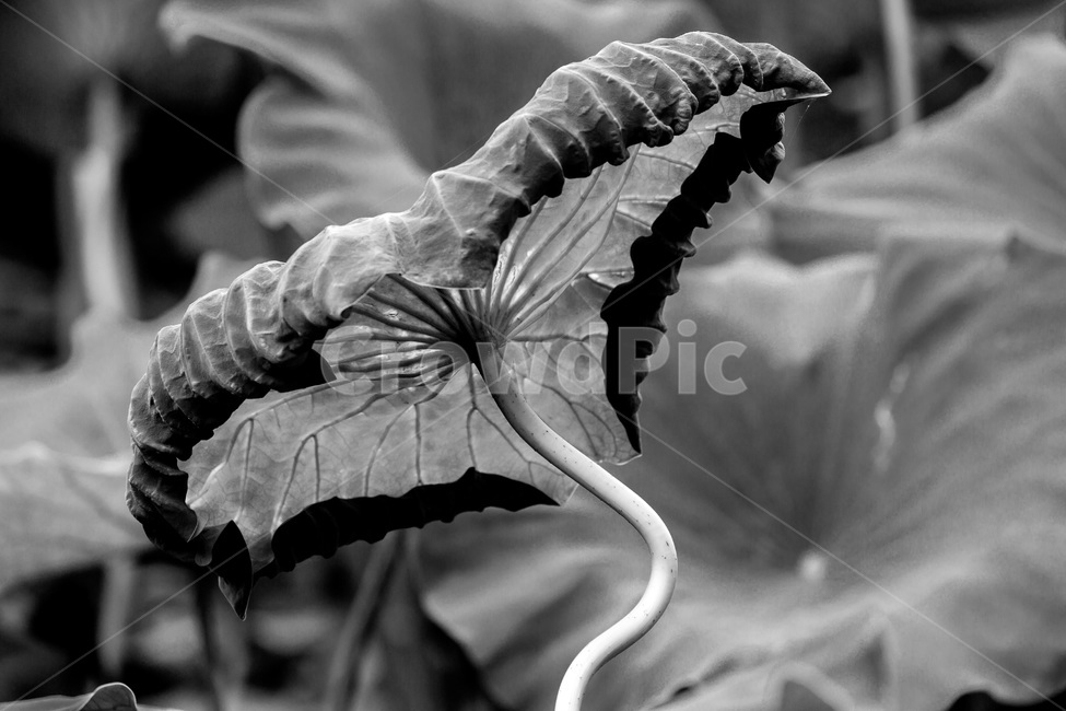 연,연잎,희망,감성,우산,여름,식물,자연,plants,nature,흑백,모노톤,monochrome,black and white
