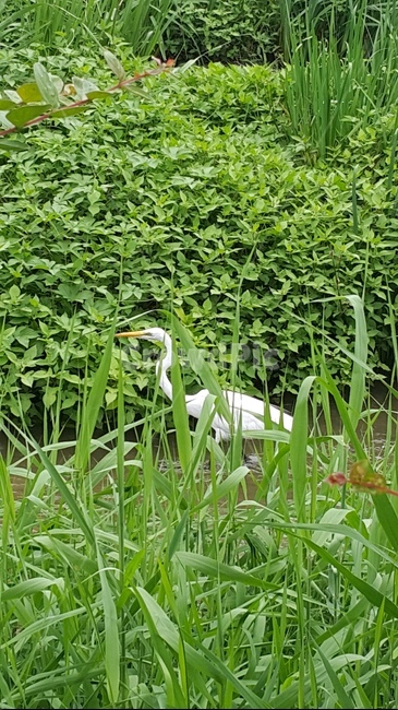 새,흰새,하천,개천,조류,동물,animal,조류,새,birds