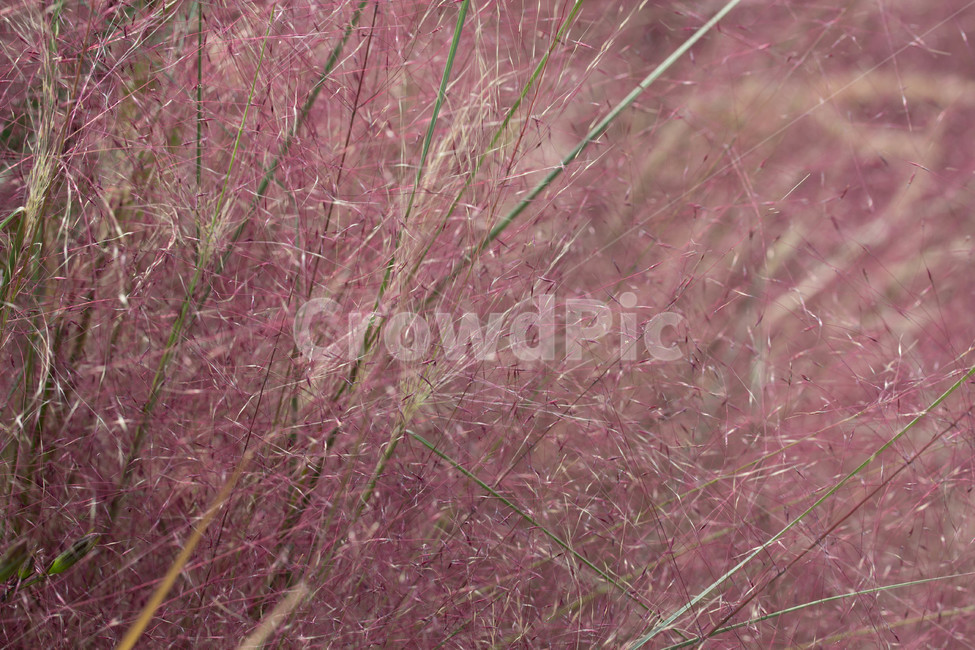 가을꽃,화단,계절,화분,핑크뮬리,식물,자연,plants,nature