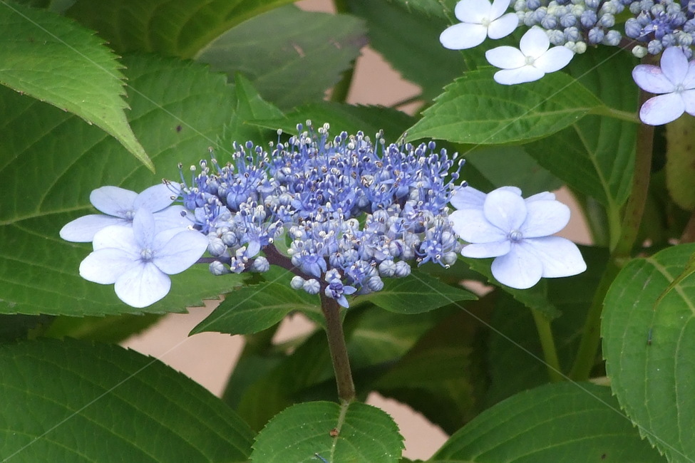 식물,꽃,꽃잎,flower,여름식물,식물,자연,plants,nature,꽃,flower