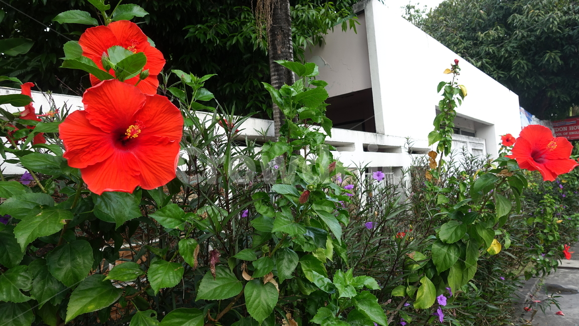 꽃,열대꽃,flower,열대,plant,식물,blossom,꽃송이,히비커스,hibiscus,식물,자연,plants,nature,꽃,flower